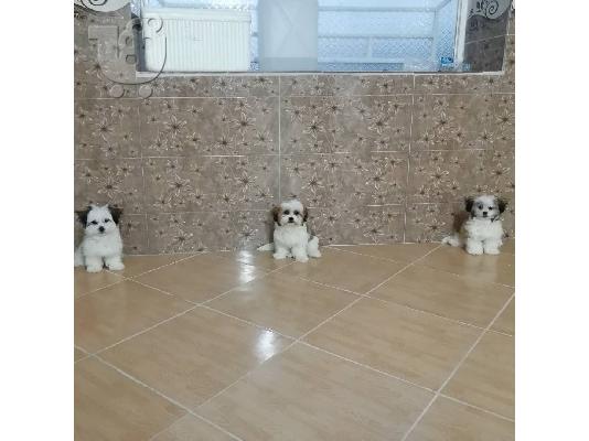 PoulaTo: Ανδρικά και θηλυκά κουτάβια Shih tzu